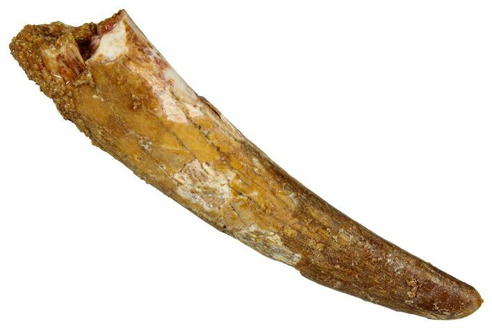 Fossil Pterosaur (Siroccopteryx) Tooth - Morocco #354863